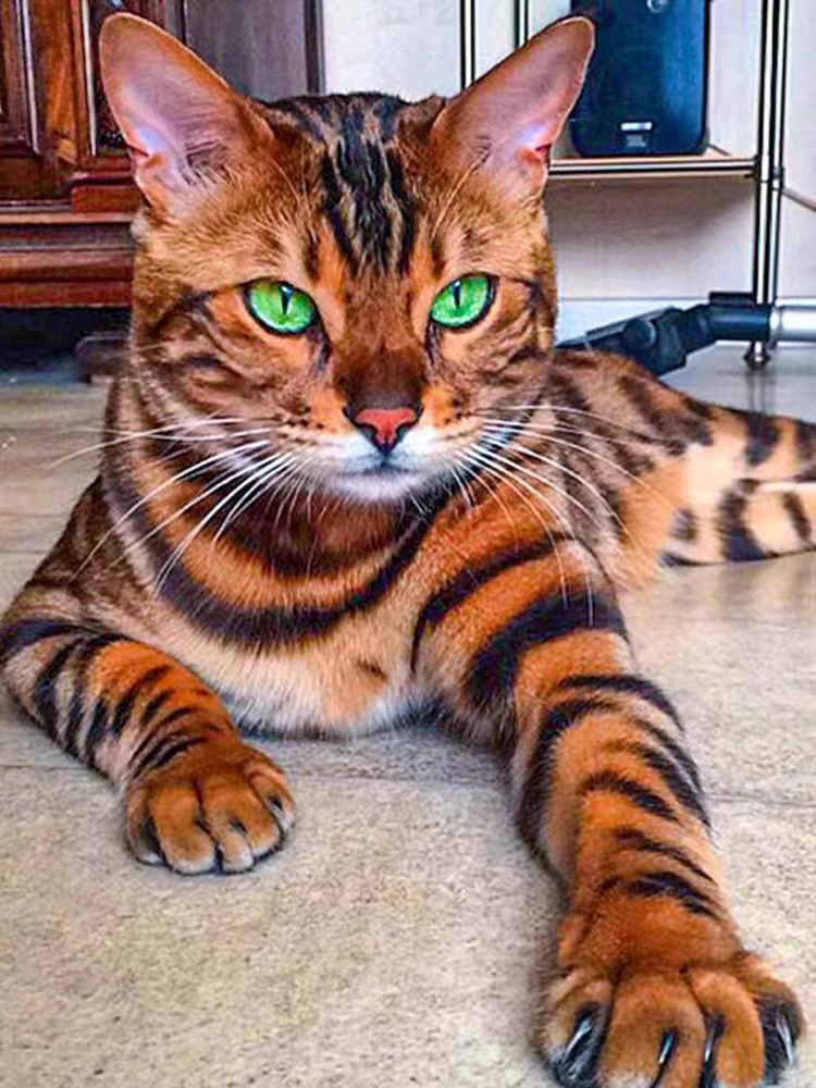 猫舍直销,批发价出售,孟加拉豹猫